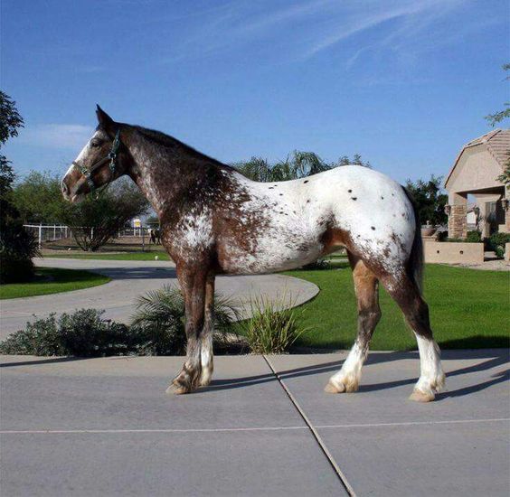 Appaloosa Clydesdale Horse